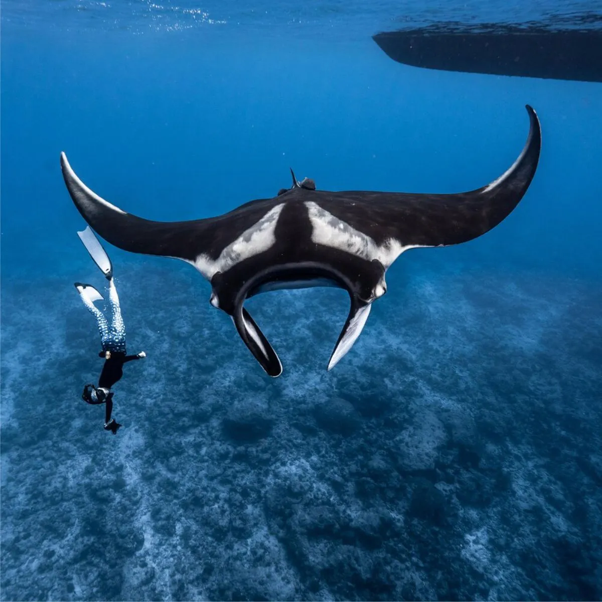 Manta Snorkeling