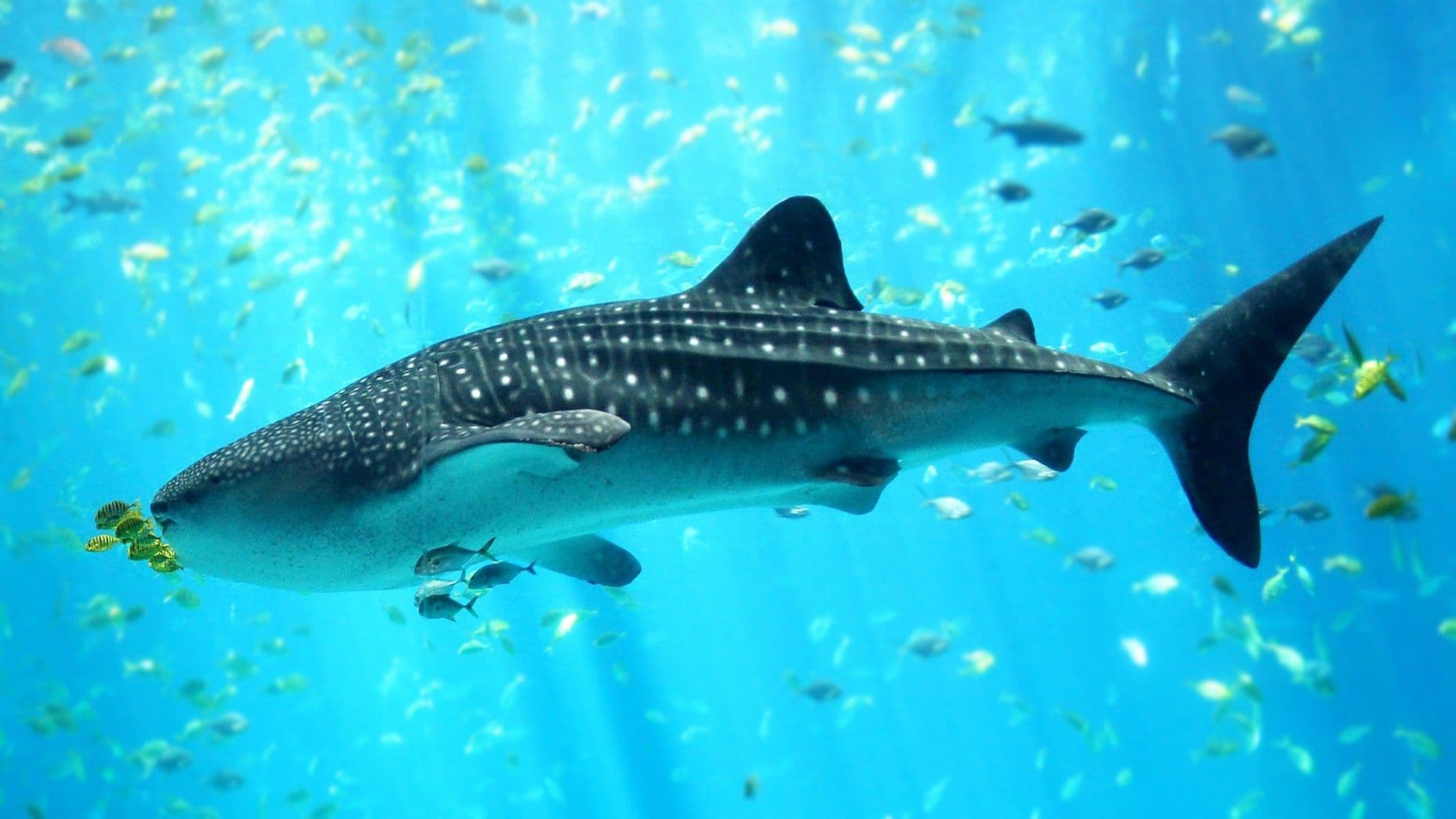 Whale Shark Snorkeling Trip